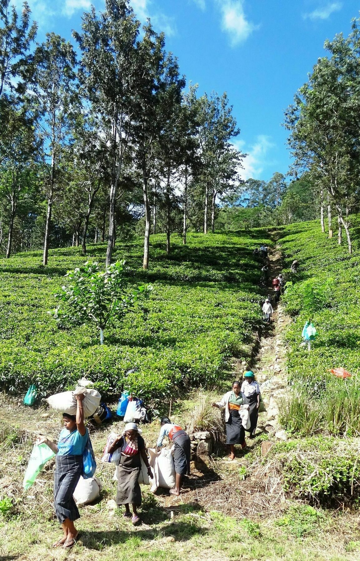 Strathisla Tea Estate Bungalow Matale Dış mekan fotoğraf
